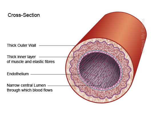 Arteries Pass My Exams Easy Exam Revision Notes For GSCE Biology Arteries Pass My Exams Easy Exam Revision Notes For GSCE Biology