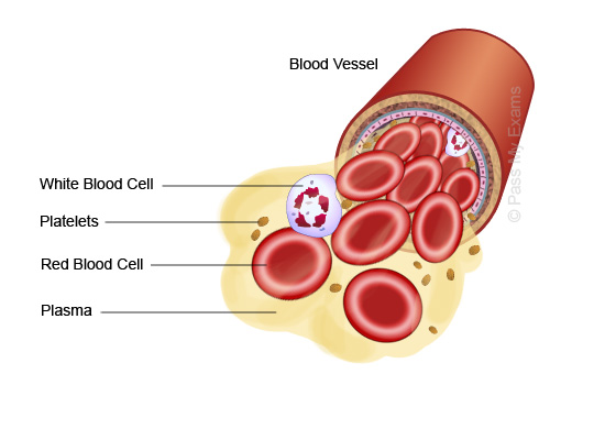 How and where are blood platelets produced in the body?