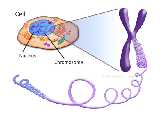 What is the job of the chromosomes in a cell