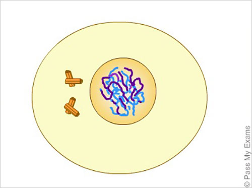 Meiosis, cell division animation - Pass My Exams: Easy exam revision notes  for GSCE Biology