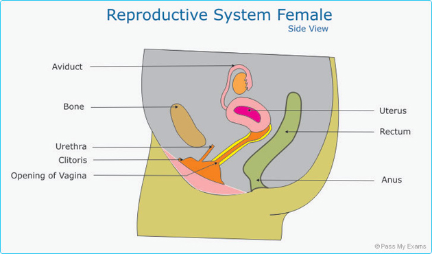 Female Reproductive System side view
