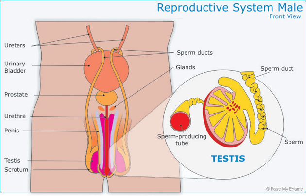 Male Reproductive System Front view