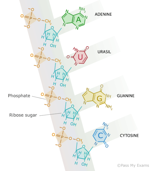 DNA Replication