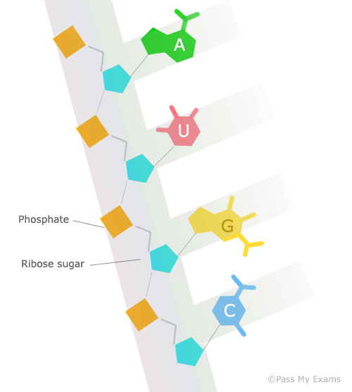 DNA Replication