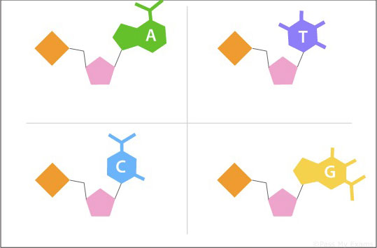 chromosomes