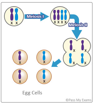 chromosomes