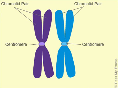 meiosis