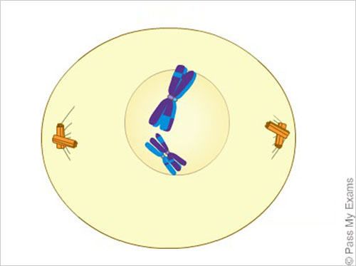 meiosis