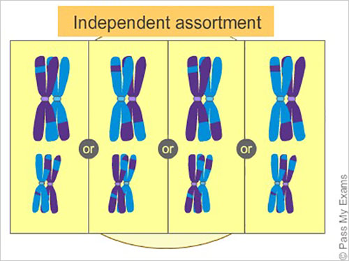 meiosis