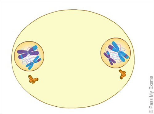 meiosis