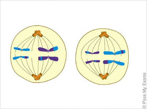 meiosis