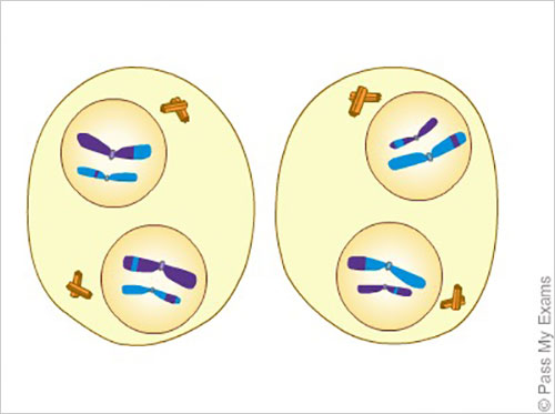 meiosis