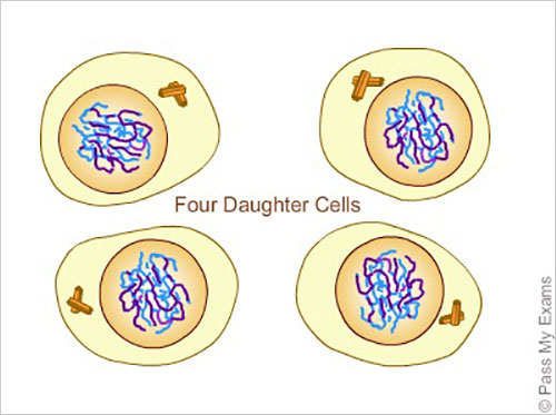 meiosis