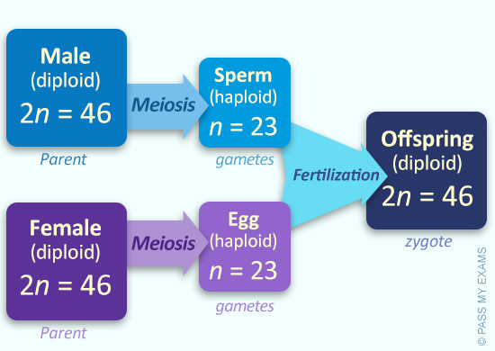 meiosis