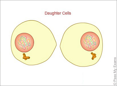 chromosomes