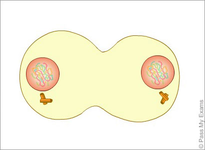 chromosomes